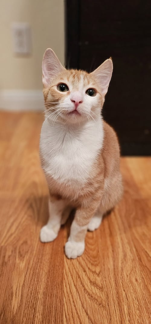 HIGHLANDER - Domestic Short Hair available for adoption
