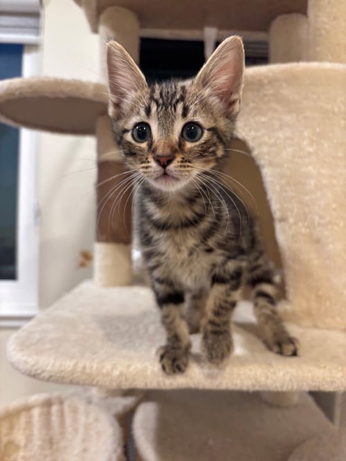 COUSIN - Domestic Short Hair available for adoption