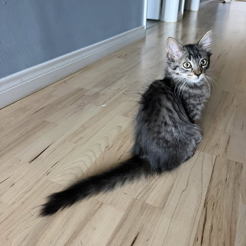 CADEN - Domestic Medium Hair for adoption in Irvine