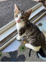 GAZPACHO - Domestic Short Hair available for adoption