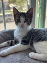 GAZPACHO - Domestic Short Hair available for adoption