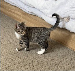 CHICKEN NOODLE - Domestic Short Hair available for adoption