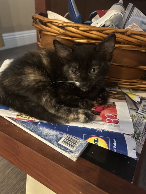 GLAD - Domestic Short Hair available for adoption