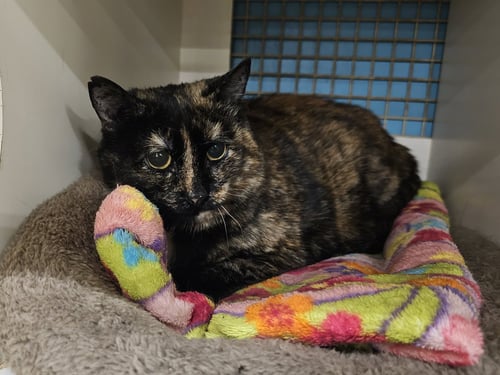 KAMORI - Domestic Short Hair available for adoption