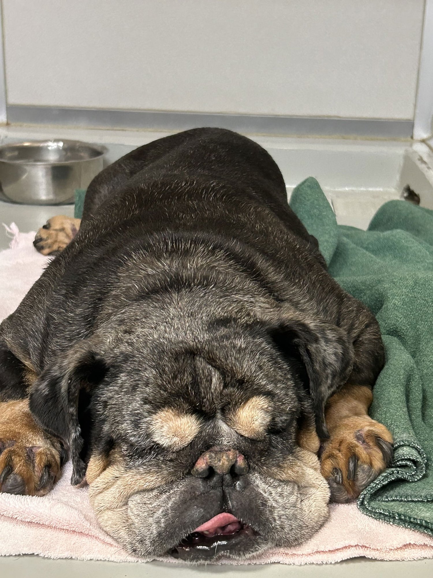 VADER - English Bulldog available for adoption