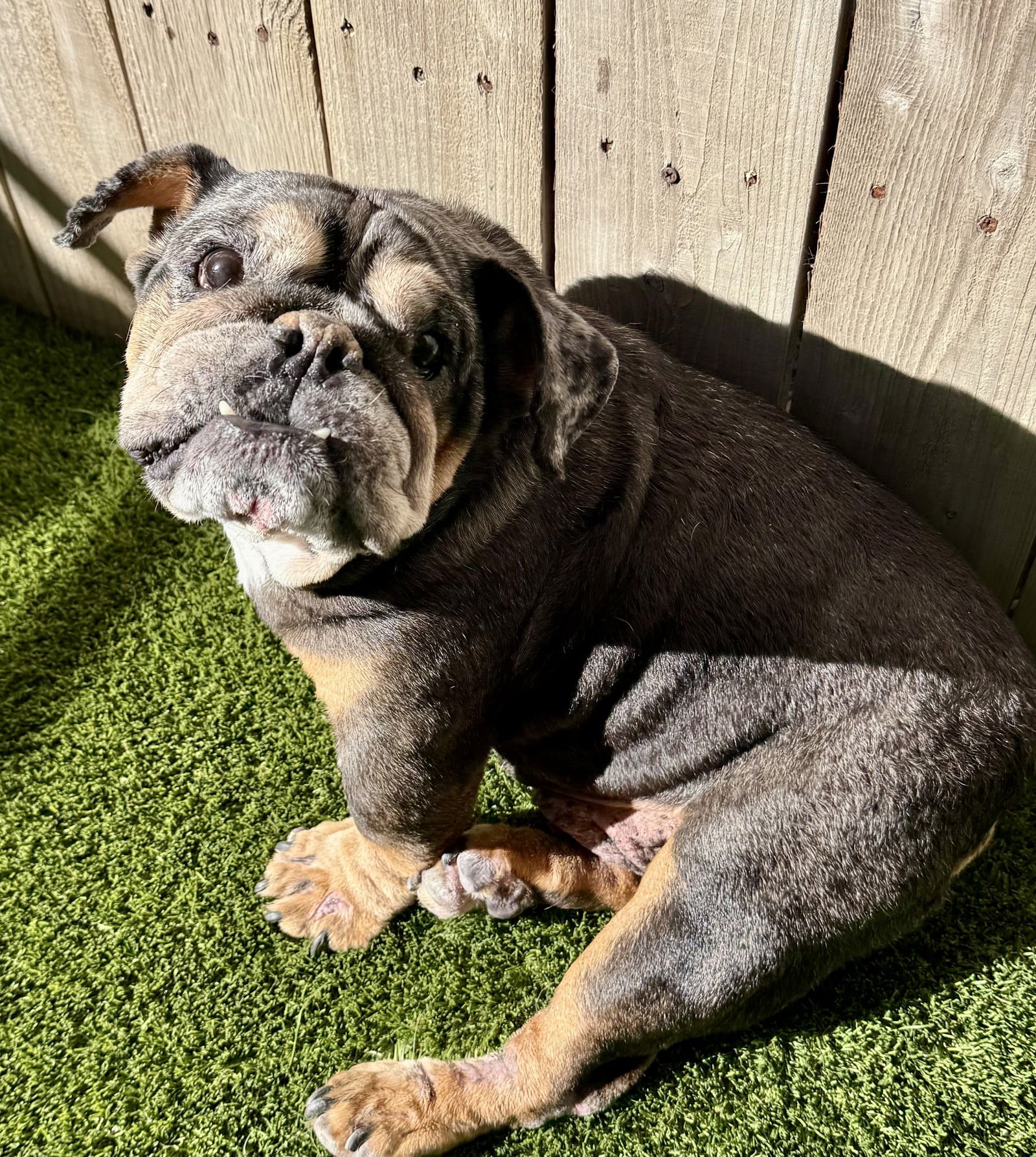 VADER - English Bulldog available for adoption