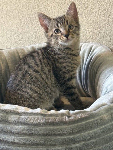 DERAN - Domestic Short Hair available for adoption