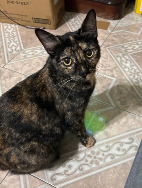 WINRY - Domestic Short Hair available for adoption