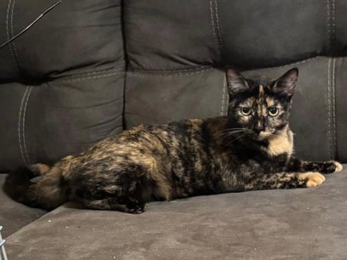 WINRY - Domestic Short Hair for adoption in Irvine