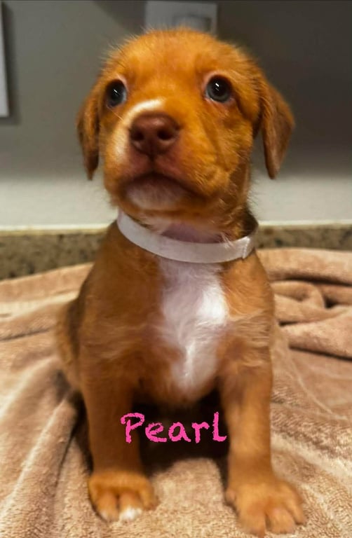 Pearl Image