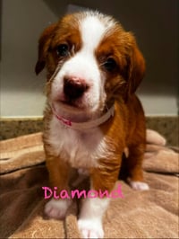 Diamond - Photo 1