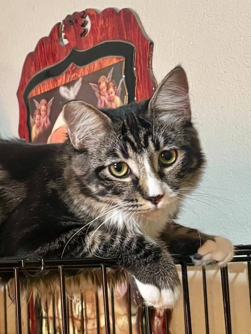 DOLLY - Domestic Medium Hair available for adoption
