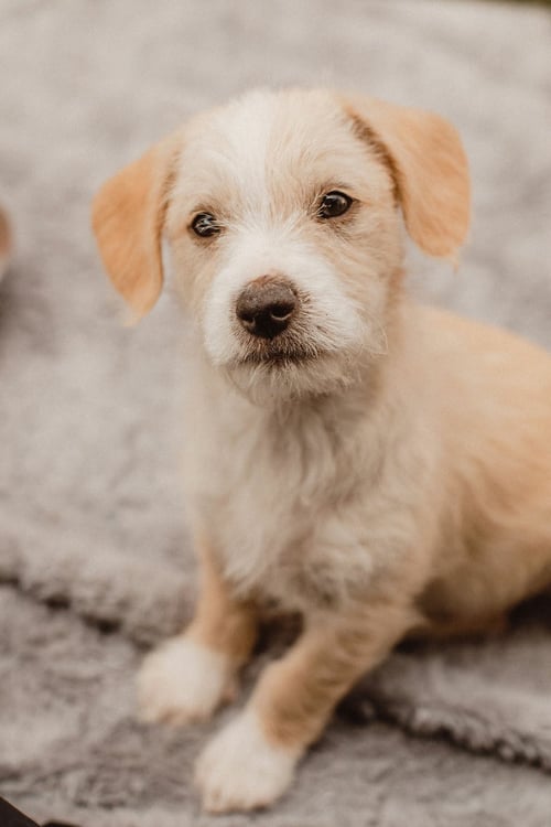 BOGEY - Terrier available for adoption