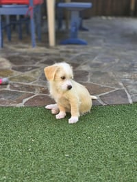 Bogey - Photo 3