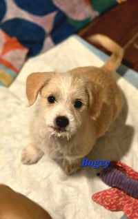 Bogey - Photo 4
