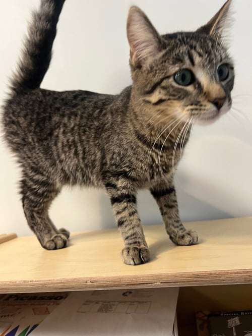 DANIEL CRAIG - Domestic Short Hair available for adoption