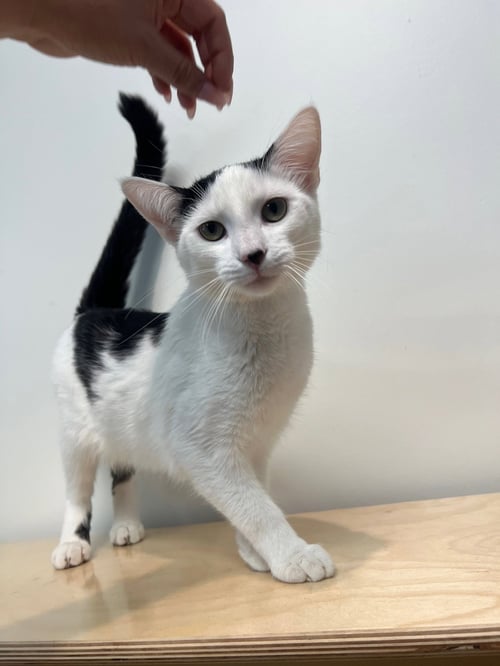SEAN CONNERY - Domestic Short Hair available for adoption