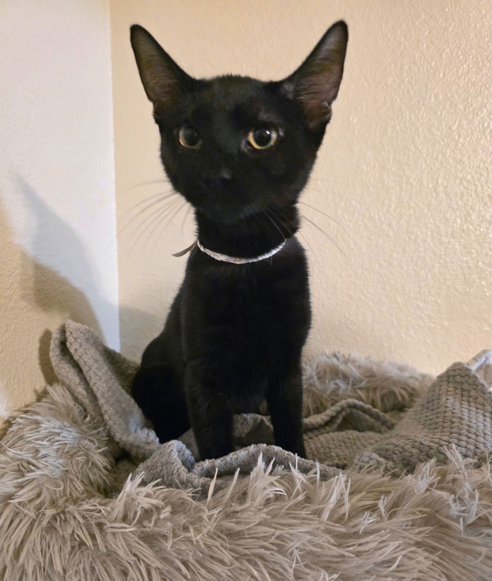 RHINELANDER - Domestic Short Hair available for adoption