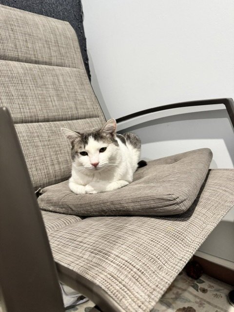 PUTTER - Domestic Short Hair available for adoption