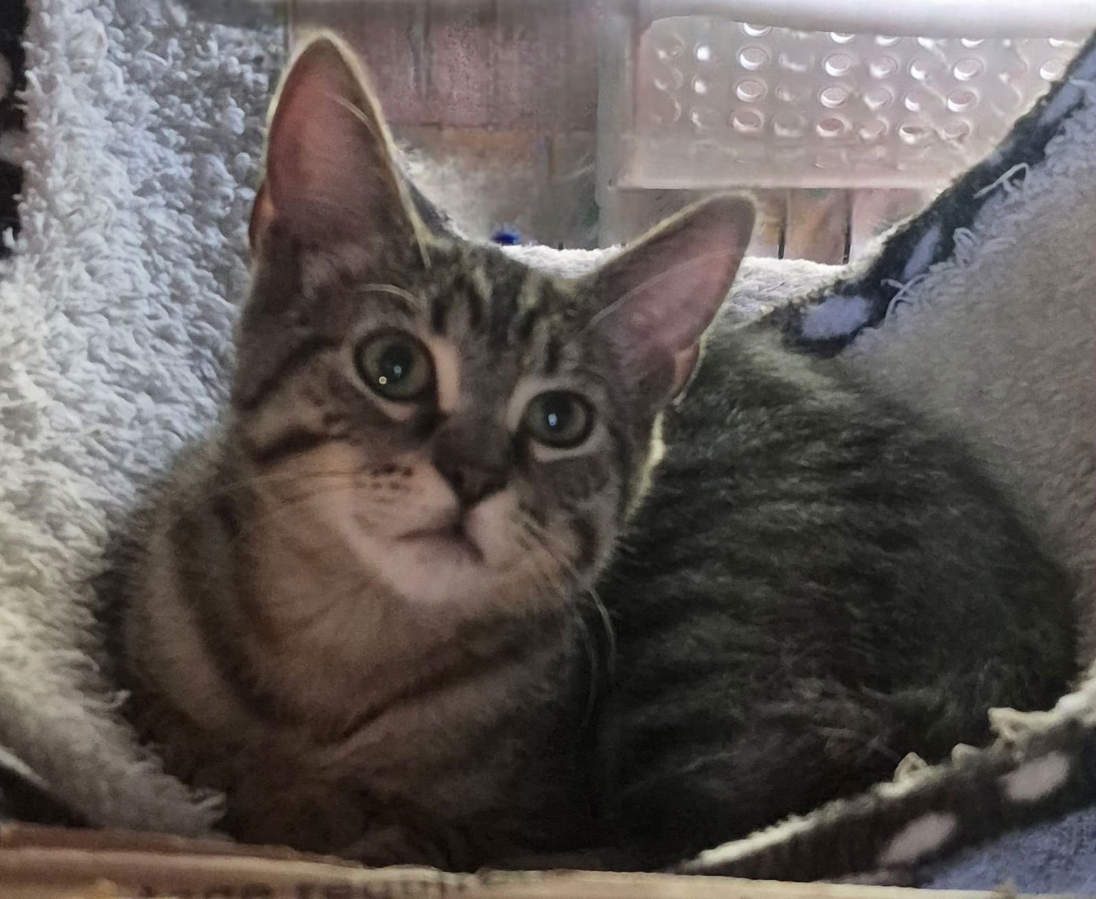 VEX - Domestic Short Hair available for adoption