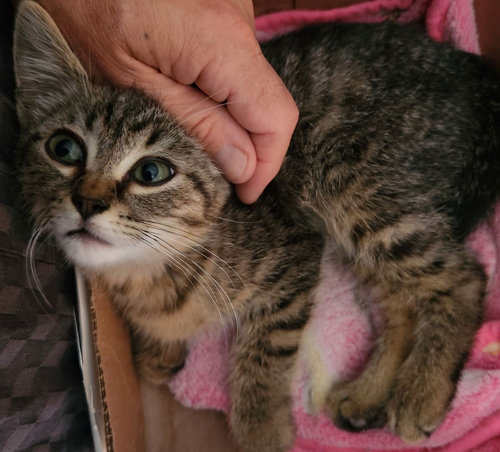 VEX - Domestic Short Hair available for adoption