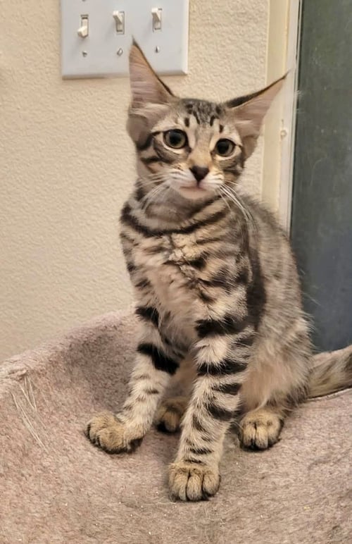 EUKANUBA - Domestic Short Hair for adoption in Irvine