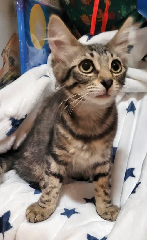 EUKANUBA - Domestic Short Hair available for adoption
