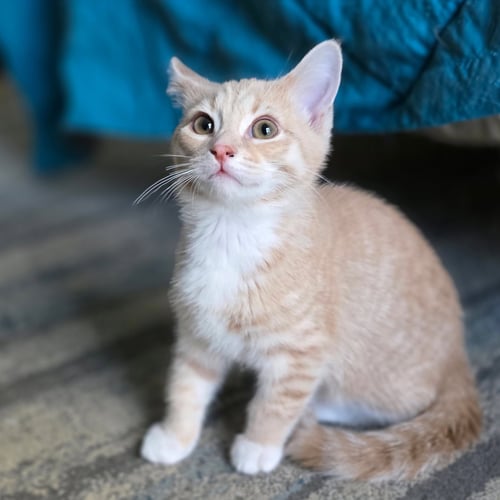 REGGAE - Domestic Short Hair available for adoption
