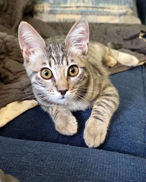 SALSA VERDE - Domestic Short Hair for adoption in Irvine