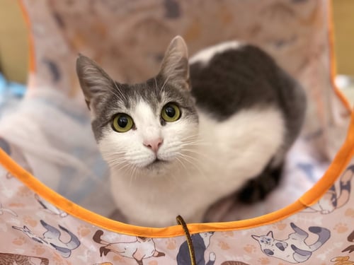 MIKA - Domestic Short Hair available for adoption