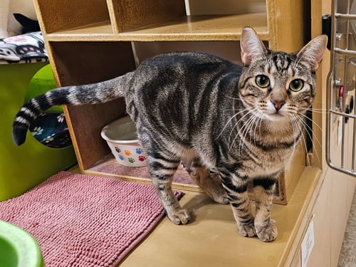 ROVE - Domestic Short Hair available for adoption