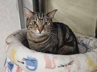 Rove - Photo 1