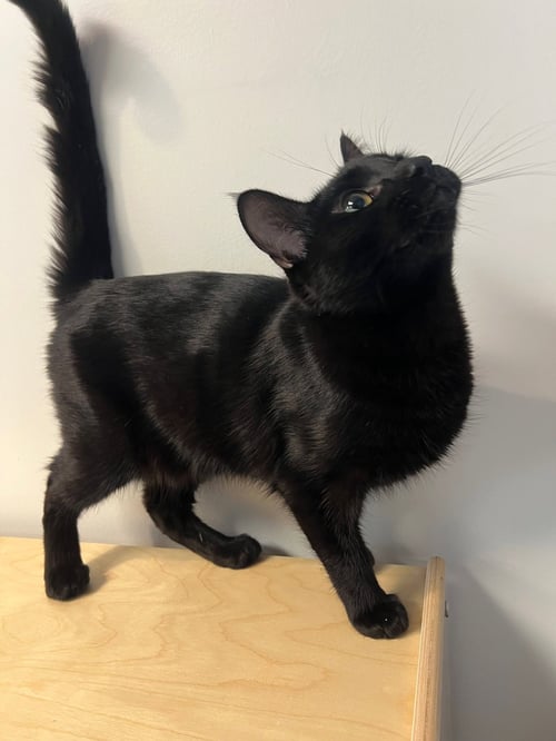 ROGER MOORE - Domestic Short Hair available for adoption