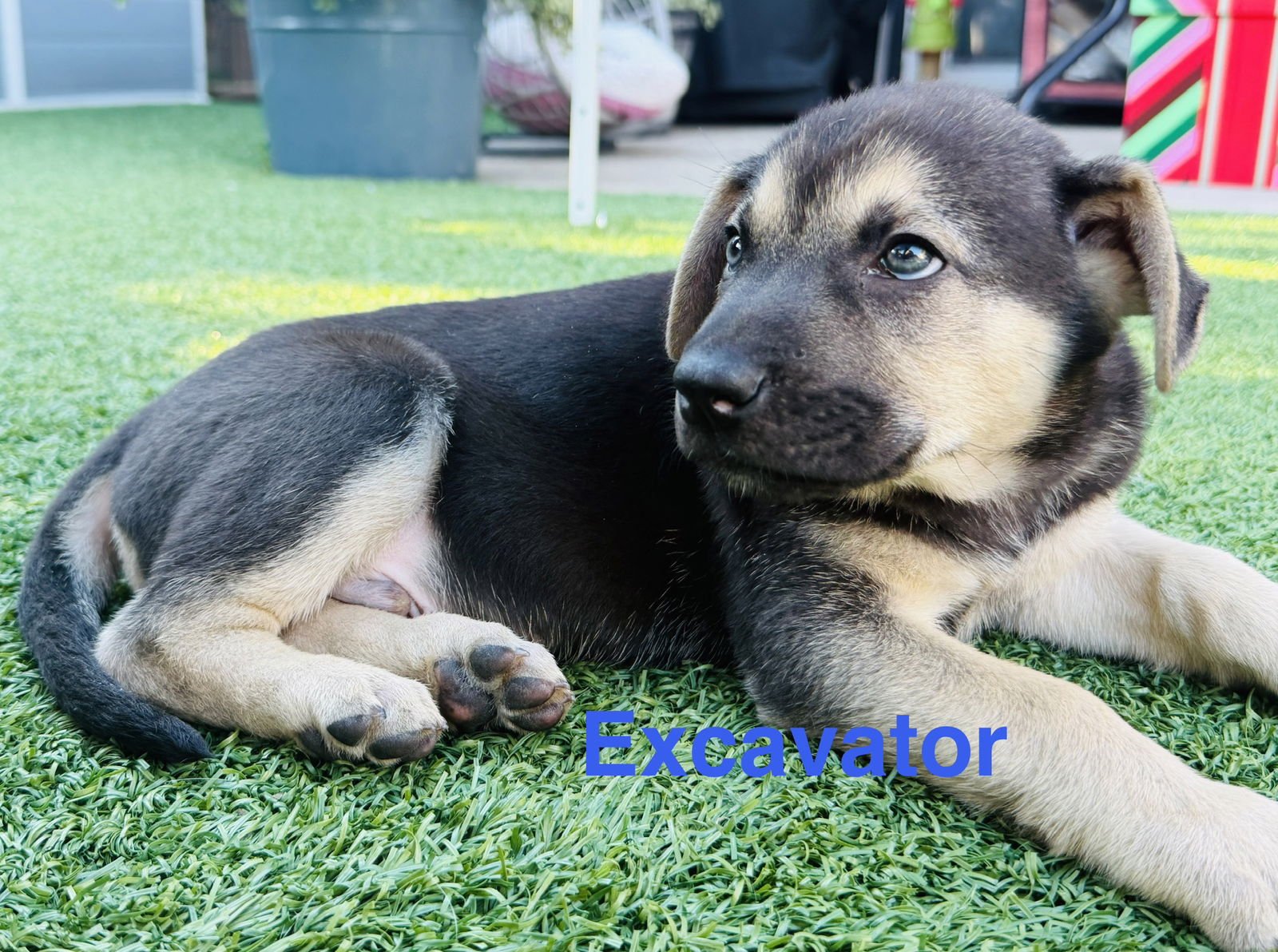 EXCAVATOR - Labrador Retriever / German Shepherd Dog available for adoption