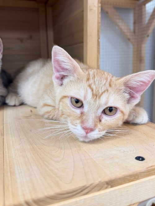 TANGERINE - Domestic Short Hair for adoption in Irvine
