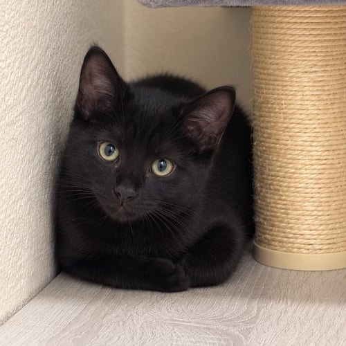 AGAMEMNON - Domestic Short Hair available for adoption