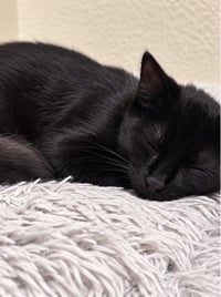 Agamemnon - Photo 2