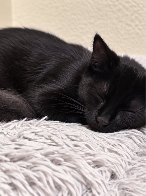 AGAMEMNON - Domestic Short Hair available for adoption