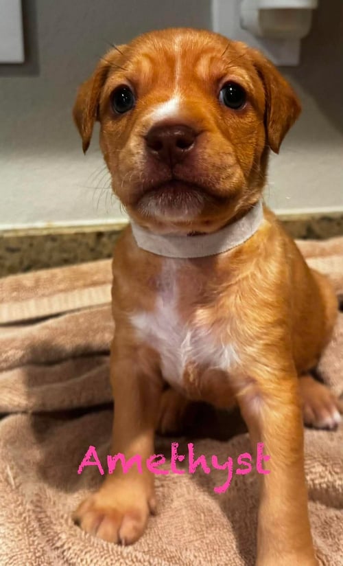 AMETHYST - Pit Bull Terrier available for adoption
