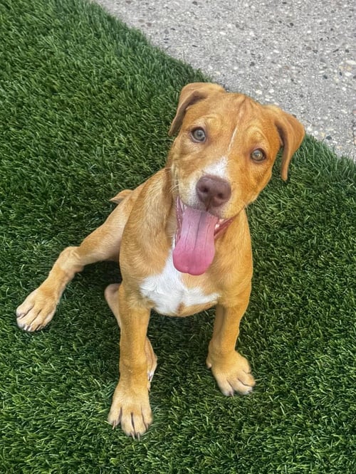 AMETHYST - Pit Bull Terrier available for adoption