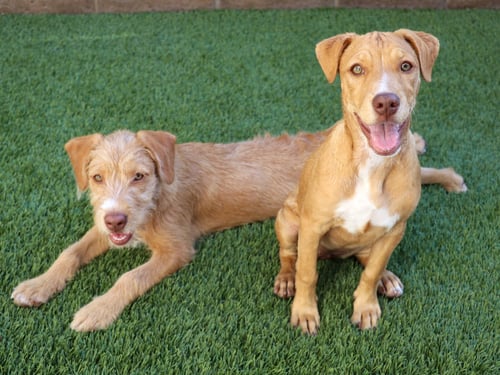 AMETHYST - Pit Bull Terrier available for adoption