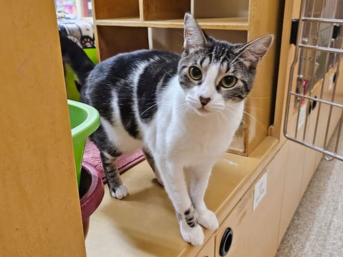 GARMIN - Domestic Short Hair available for adoption