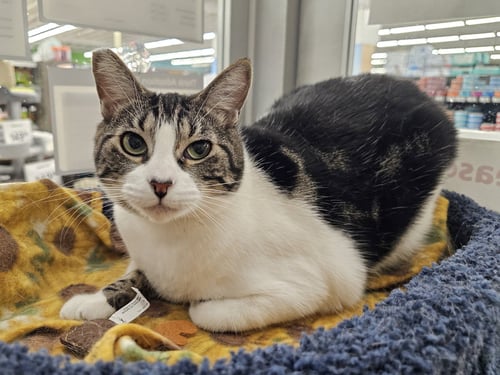 GARMIN - Domestic Short Hair available for adoption
