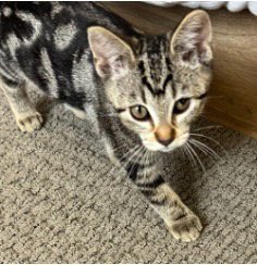 BROCCOLI CHEDDAR - Domestic Short Hair available for adoption