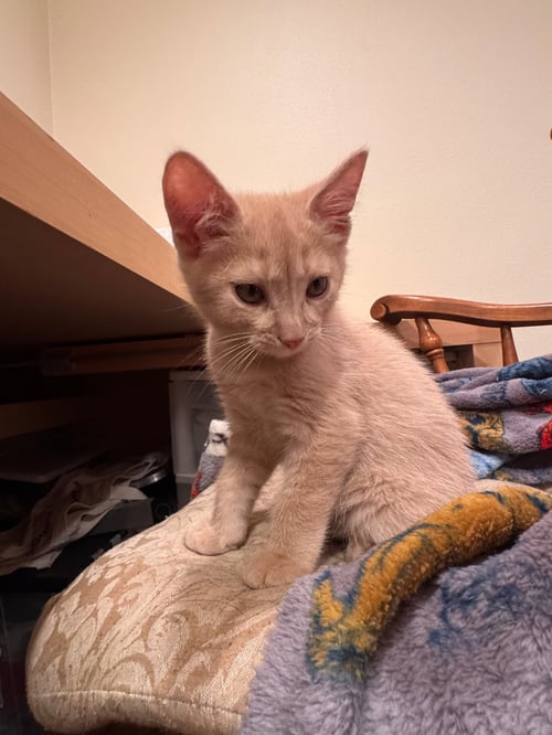 THE  THING - Domestic Short Hair available for adoption
