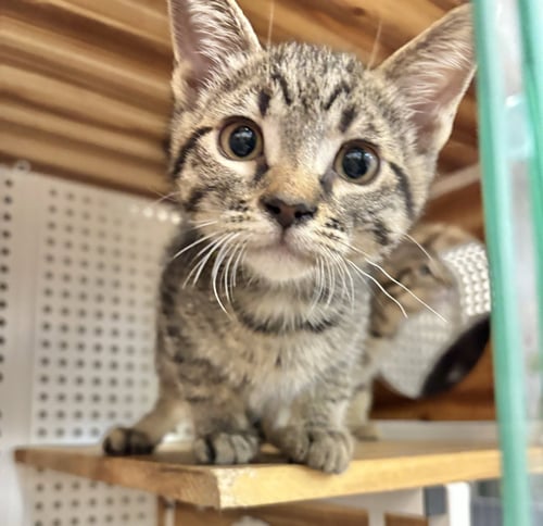 RHAEGAL - Domestic Short Hair available for adoption
