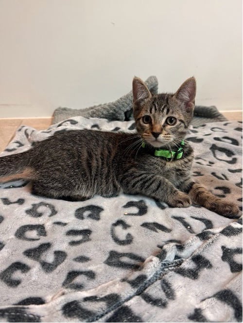 J - Domestic Short Hair available for adoption