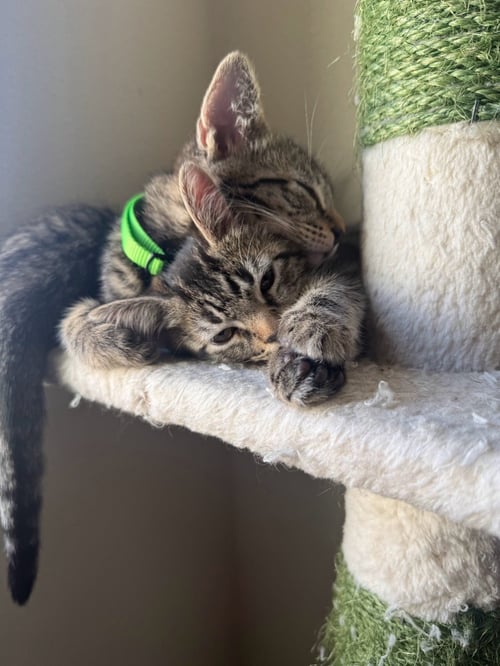 J - Domestic Short Hair available for adoption