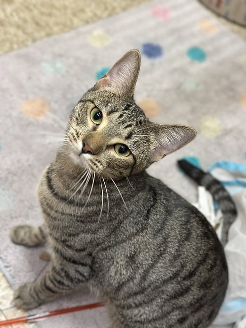 HARLEQUIN - Domestic Short Hair available for adoption