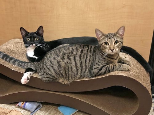 HARLEQUIN - Domestic Short Hair available for adoption